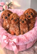 Prachtige pups maltipoo mini kleinblijvend, Parvo, Overige rassen, 8 tot 15 weken, Meerdere
