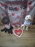 Labradoodle pups, Dieren en Toebehoren, Parvo, 8 tot 15 weken, Meerdere, Meerdere dieren