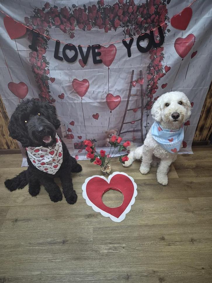 Labradoodle pups, Dieren en Toebehoren, Honden | Niet-rashonden, Middel, Meerdere dieren, Particulier, Meerdere, Nederland, 8 tot 15 weken