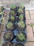 Vaste plant:Blauw siergras, Ophalen, Overige soorten, Volle zon