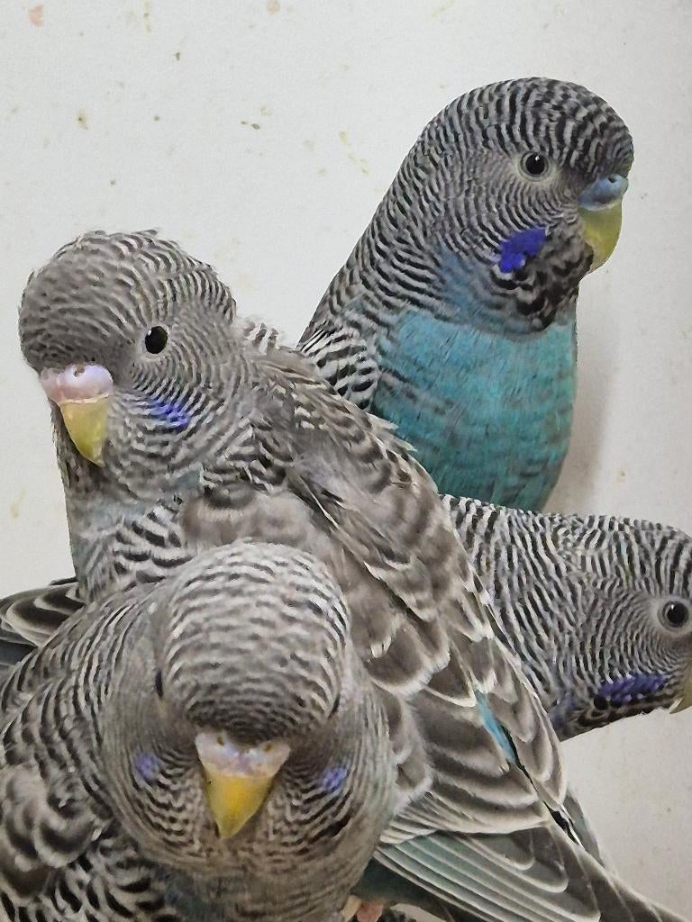 Grasparkiet blackface blauw popje, Dieren en Toebehoren, Vogels | Parkieten en Papegaaien, Vrouwelijk, Parkiet