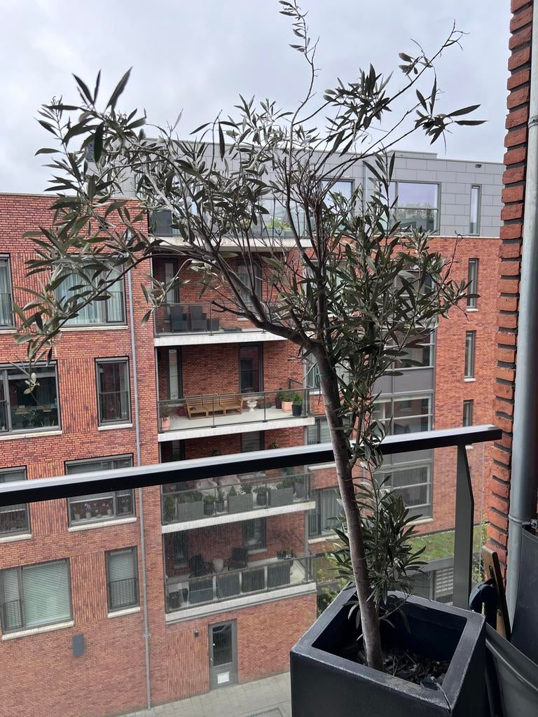 Olijfboom in grote pot – balkon/terras – 1.5m, Bloeit niet, 100 tot 250 cm, Olijfboom, Ophalen