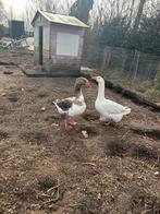 Span Ganzen, Dieren en Toebehoren, Meerdere dieren, Gans of Zwaan