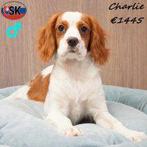 Cavalier King Charles pups te koop, 15 weken tot 1 jaar, Handelaar, Buitenland, Parvo
