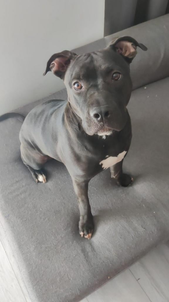 SPOED Boomer Amerikaanse stafford x pocket bully, Dieren en Toebehoren, CDV (hondenziekte), 1 tot 2 jaar, Eén hond, Nederland