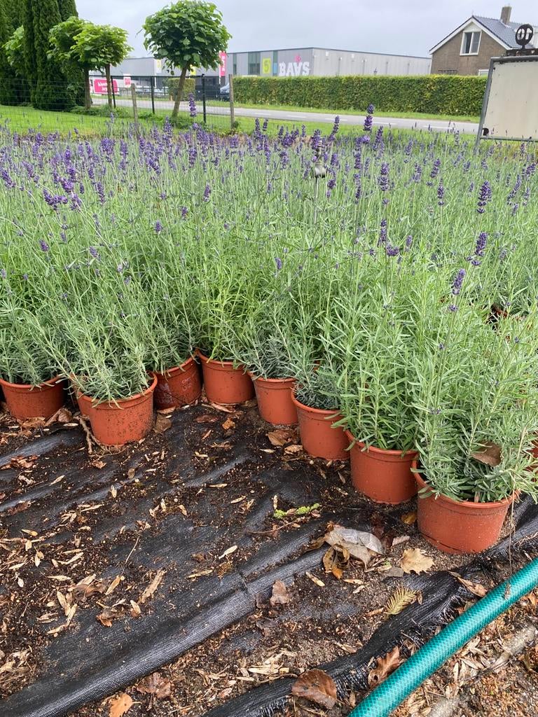 Bossige lavendel hidcote paars winterhard in20cmpot va.€1, Tuin en Terras, Planten | Tuinplanten, Ophalen, Overige soorten, Volle zon