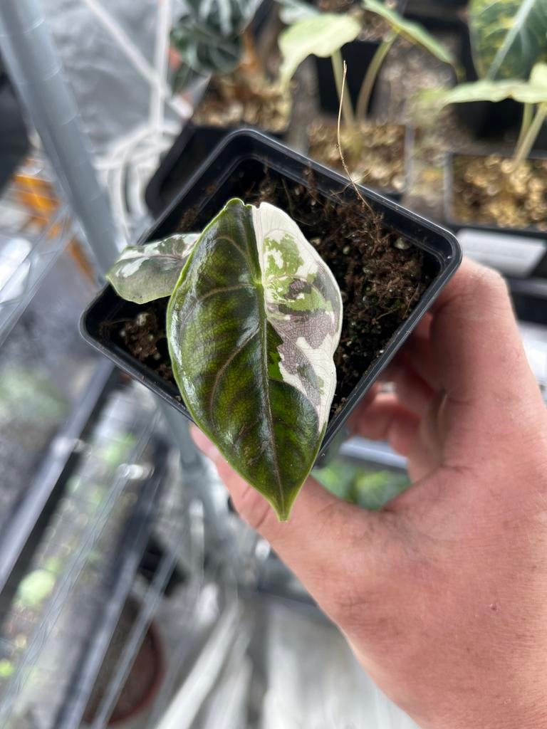 Alocasia Azlanii albo / pink variegata, Huis en Inrichting, Kamerplanten, Overige soorten, In pot, Minder dan 100 cm, Bloeiende kamerplant