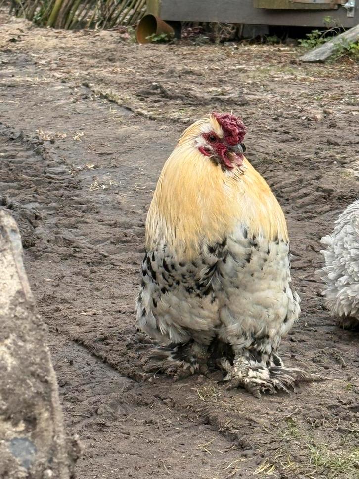 Gratis prachtige Cochin haan, Dieren en Toebehoren, Pluimvee, Kip, Mannelijk