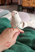 Fijn thuis gezocht voor agapornis plus kooi ed, Geslacht onbekend, Dwergpapegaai of Agapornis, Tam