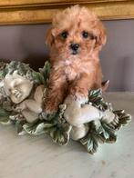 Schitterende Maltipoo pups, Parvo, Overige rassen, 8 tot 15 weken, Teef