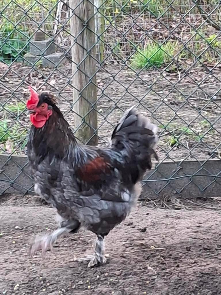 Gratis jonge haan, Dieren en Toebehoren, Pluimvee, Mannelijk, Kip