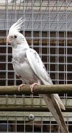 Witmasker Bonte geparelde valkparkiet
Man, Dieren en Toebehoren, Vogels | Parkieten en Papegaaien, Mannelijk