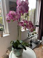 Zijden orchidee met TS bloempot, Ophalen, Zo goed als nieuw
