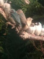 Door grote belangstelling mogelijk op een wachtlijst, Meerdere dieren