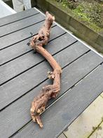 Druiventak knaagdier of reptiel, Ophalen of Verzenden, Gebruikt, Tak, Plant, Rots of Steen