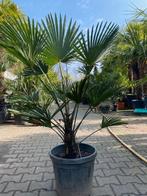 Prachtige palmboom trachycarpus wagnerianus 125cm, Volle zon, Vaste plant, Lente, Ophalen
