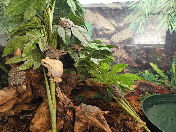 Polypedates Megacephalus Spotpootboomkikker Frog - unknown for sale from TerShop