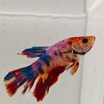 Betta splendens man 05, Dieren en Toebehoren, Vissen | Aquariumvissen, Vis