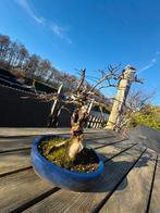 Koreaanse Beuk Bonsai, Ophalen, Volle zon, Overige soorten