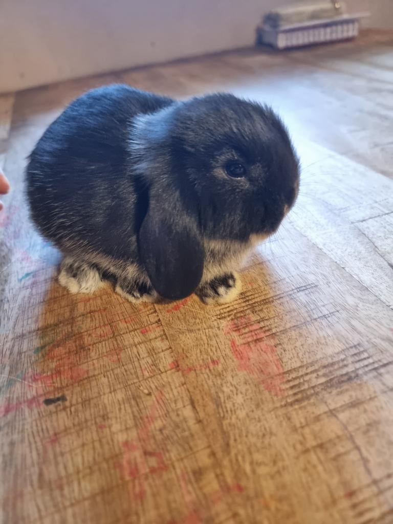 3 lieve baby konijnen, Dieren en Toebehoren, Konijnen, Meerdere dieren, Groot, Hangoor