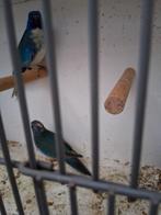 Koppel  splendits blouw wit borsten, Meerdere dieren, Parkiet, Geringd