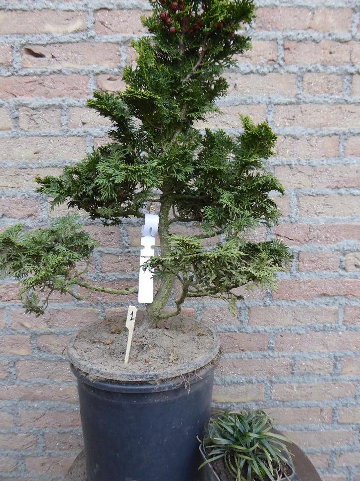Bonsai: Cham. obtusa 'Nana Gracilis' (Hinoki), Tuin en Terras, Planten | Bomen, Overige soorten, Minder dan 100 cm, Halfschaduw