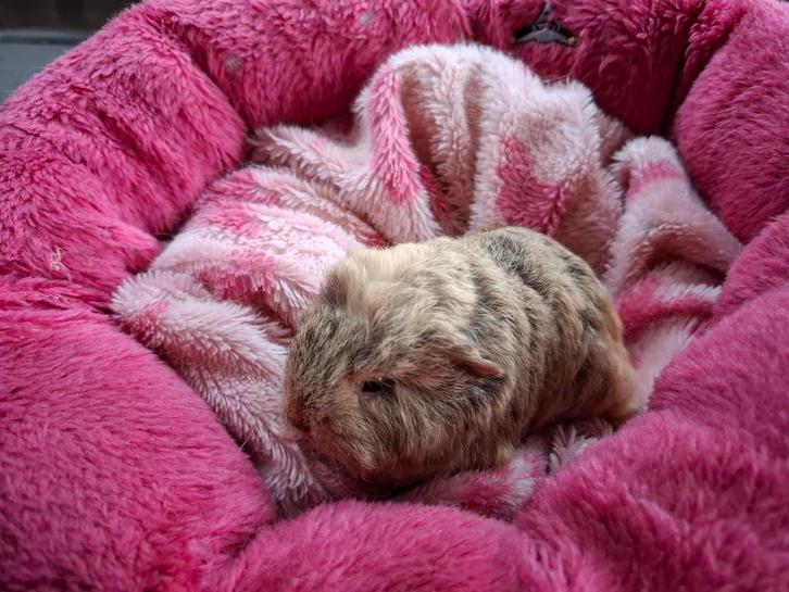 Prachtig CH cavia beertje te reserveren, Dieren en Toebehoren, Knaagdieren, Mannelijk, Cavia, Februari, Tam