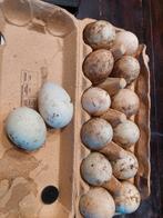 Broedeieren loopeenden, Dieren en Toebehoren, Geslacht onbekend, Eend