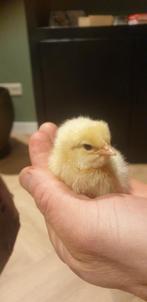 Mooie lieve kuikentjes, Dieren en Toebehoren, Geslacht onbekend, Kip