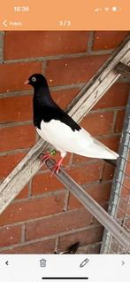 Eksterduiven van 2026, Meerdere dieren