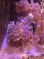 EUPHYLLIA PARADIVISA / FROGSPAWN, Dieren en Toebehoren, Ophalen