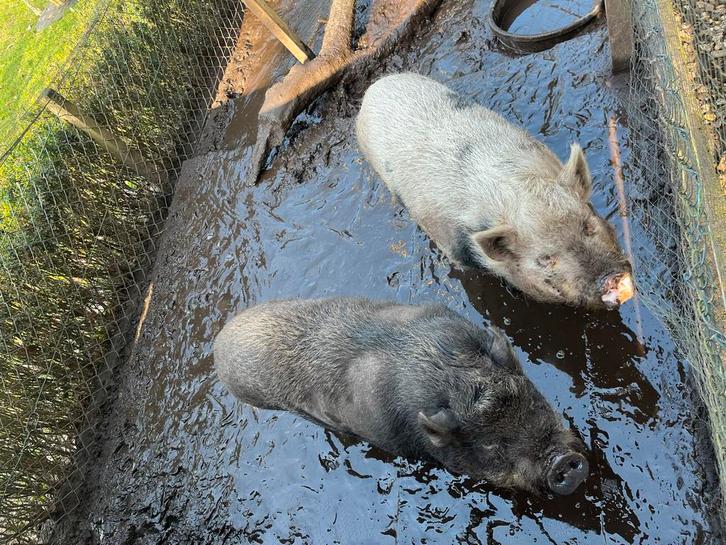 Mini varkentjes Kleine Gottinger, Dieren en Toebehoren, Schapen, Geiten en Varkens, Varken, Vrouwelijk, 3 tot 5 jaar