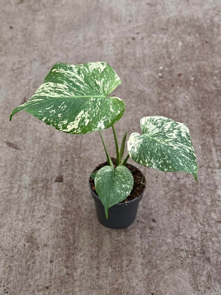 Monstera White Monster, Huis en Inrichting, Kamerplanten, Ophalen of Verzenden, Halfschaduw, Minder dan 100 cm