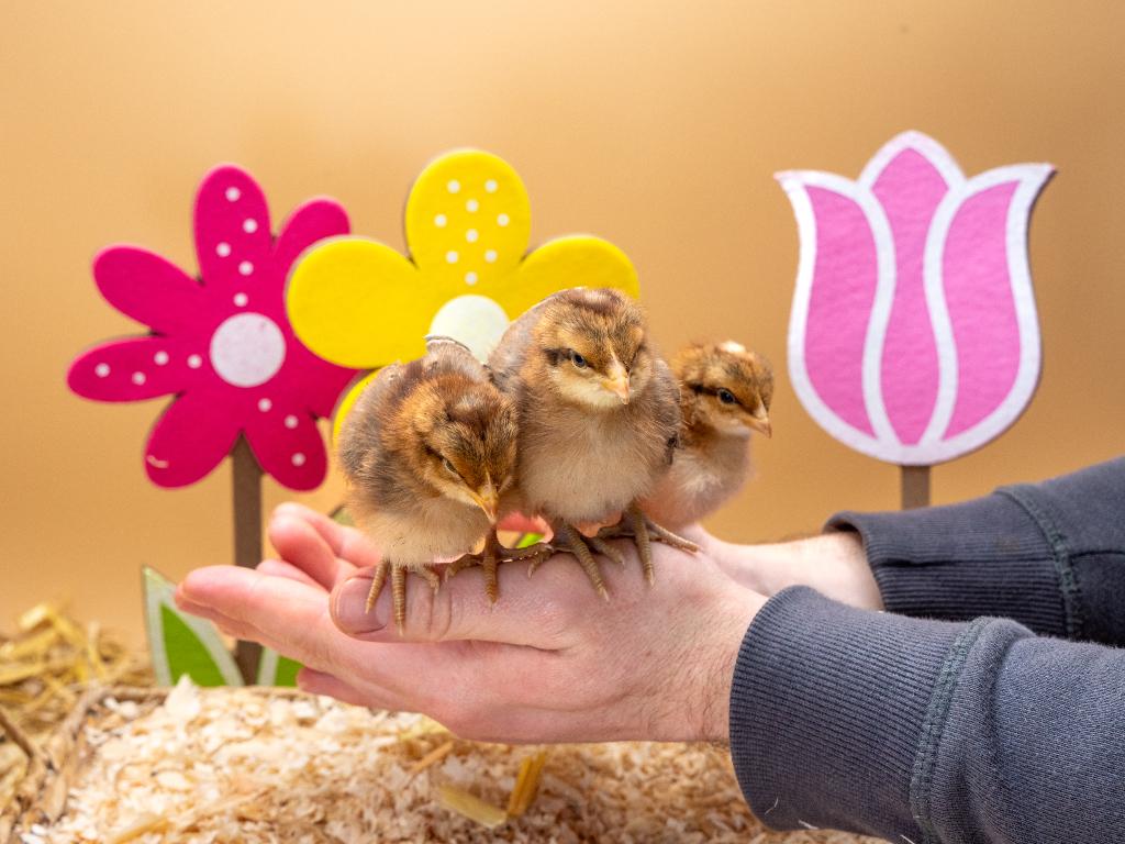 Jonge tamme Bielefelder kuikens gesekst & ingeënt, Vrouwelijk, Kip