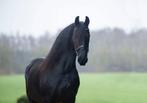 Leuk fries paard  (friese ster merrie), Dieren en Toebehoren, Merrie