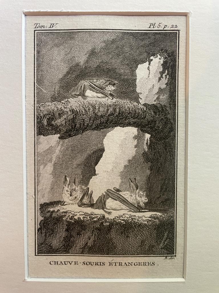 1770 - La Chauve souris etrangeres Vleermuis Buffon P0728, Antiek en Kunst, Ophalen of Verzenden, Ets, 1700 - 1799