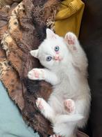 Britse korthaar kittens (met blauwe ogen), Meerdere dieren