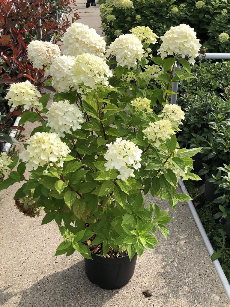 Hydrangea pan. Limelight (verbeterde pluimhortensia) pot, Ophalen, Overige soorten, Halfschaduw