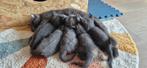 Britse korthaar tortie kittens te koop, Meerdere dieren, Ontwormd