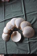 Sint Jakops schelpen, Overige materialen, Overige typen, Ophalen of Verzenden, Zo goed als nieuw