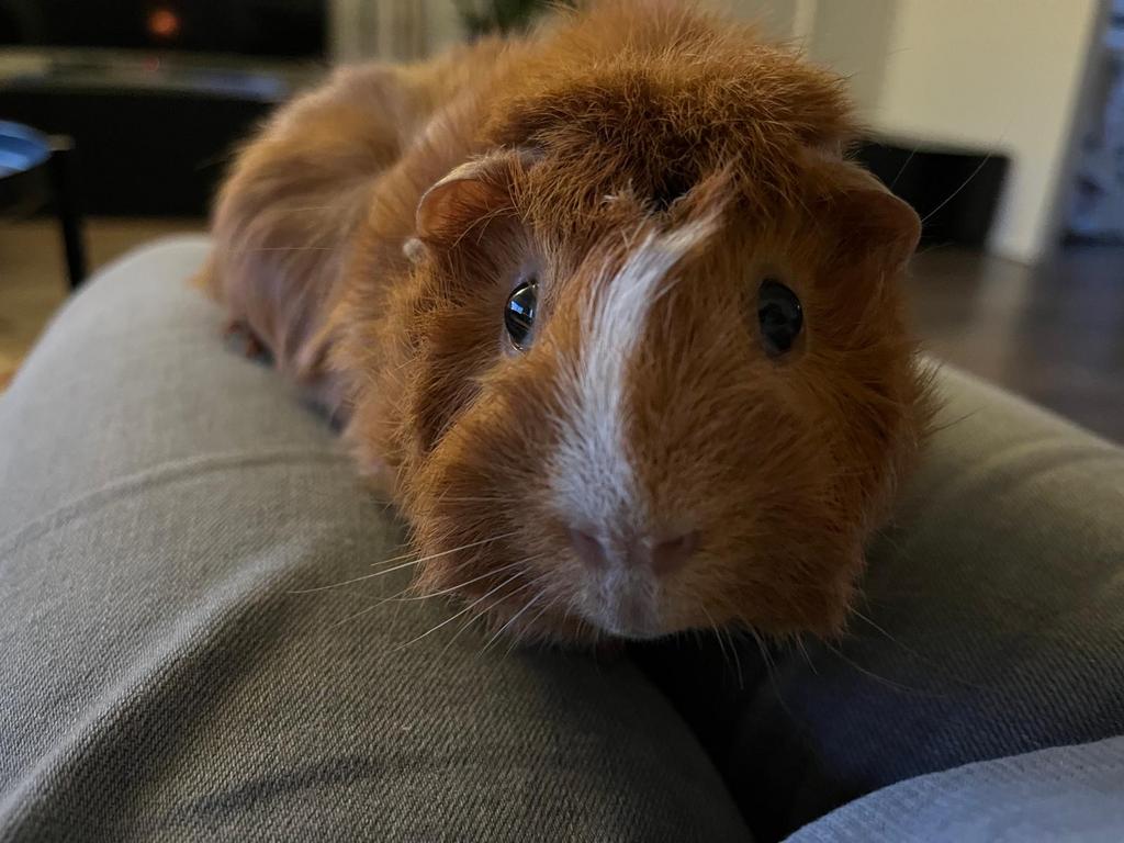 Cavia, Cavia, April, Mannelijk, Tam