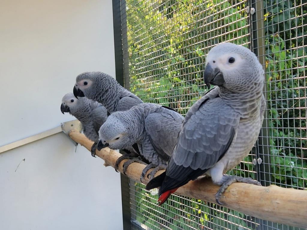 Grijze roodstaart man, 11 maanden, Mannelijk, Papegaai, Geringd