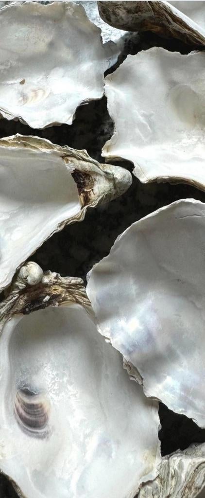 Oester schelpen gezocht, Ophalen of Verzenden