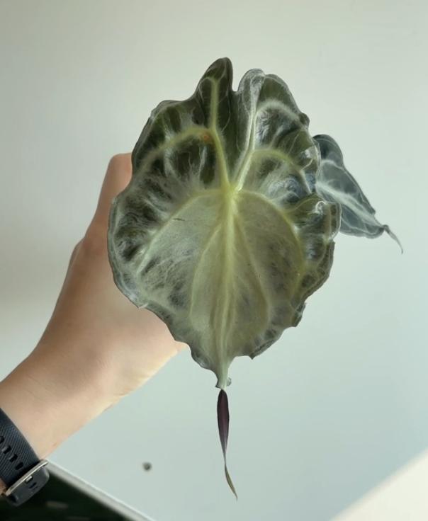 Alocasia Venom #3, Ophalen of Verzenden, Halfschaduw, Minder dan 100 cm