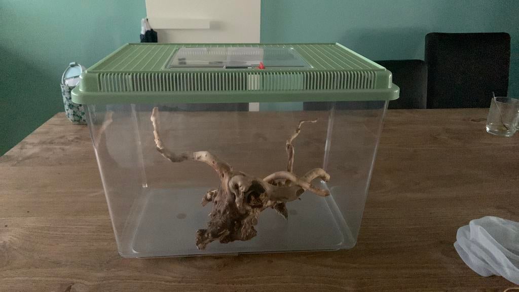 Grote fauna box met hout, Wandelende tak