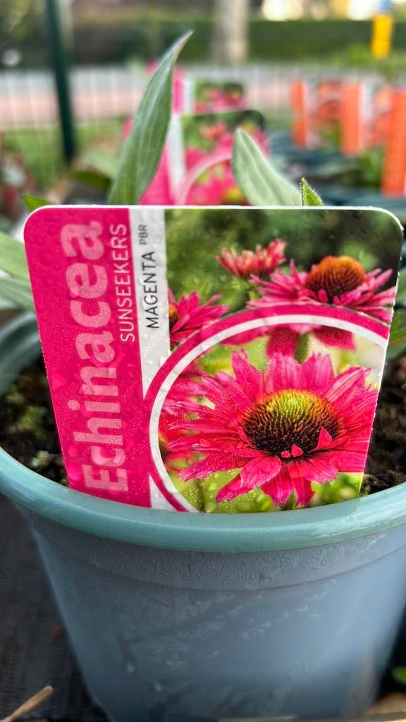 9 soorten aparte Echinacea, Zonnehoed in 17 cm pot, Tuin en Terras, Planten | Tuinplanten, Ophalen, Overige soorten, Volle zon