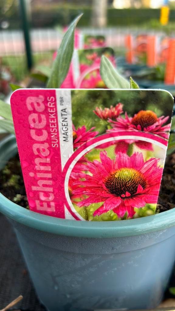 9 soorten aparte Echinacea, Zonnehoed in 17 cm pot, Tuin en Terras, Planten | Tuinplanten, Overige soorten, Volle zon, Ophalen