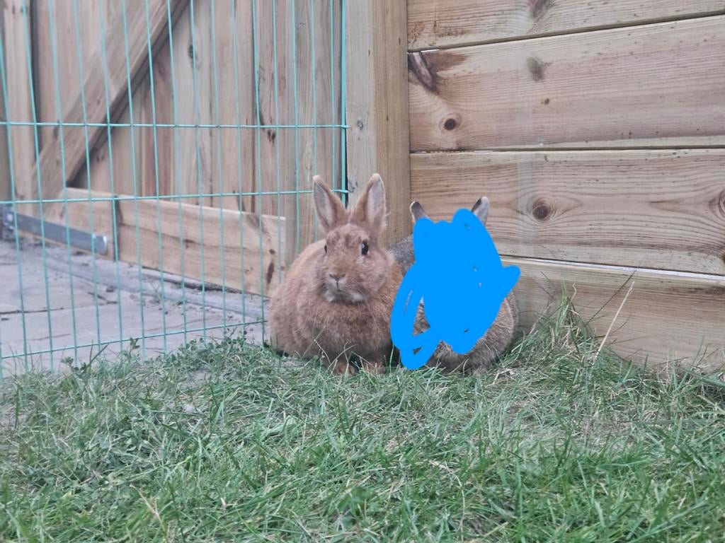 GRATIS 3 konijnen mannetje (gecastreerd) en 2 vrouwtjes!, Dieren en Toebehoren, Konijnen, Meerdere dieren