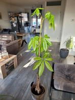 Grote Pachira Aquatica - 140cm hoge geldboom, Ophalen, Halfschaduw