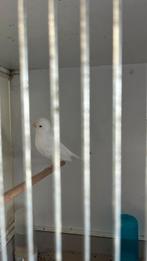 Mooi wit popje 25, Dieren en Toebehoren, Vogels | Kanaries